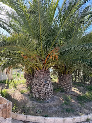 Palmera cuidada en un jardín de la ficha de TriGarden